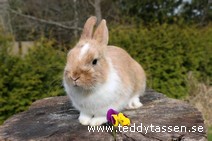 Teddytassens Polle